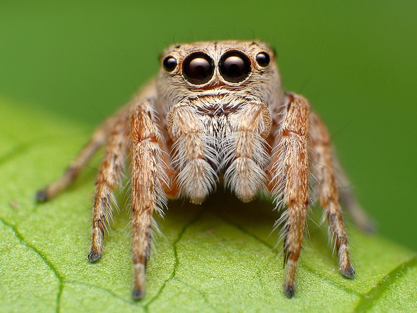Все о пауках в Сасово | ЗооТом портал о животных