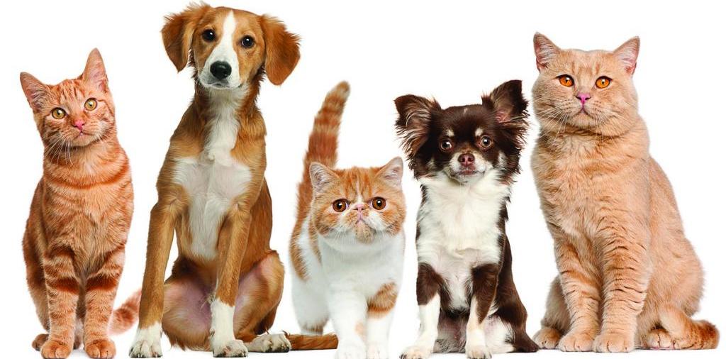 Доска объявлений о животных | ЗооТом - продажа, вязка и услуги для животных в Сасово
