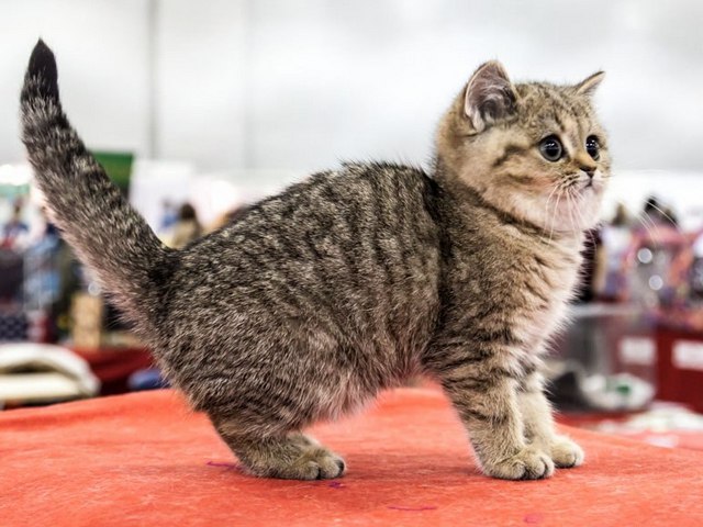 Породы кошек в Сасово | ЗооТом портал о животных