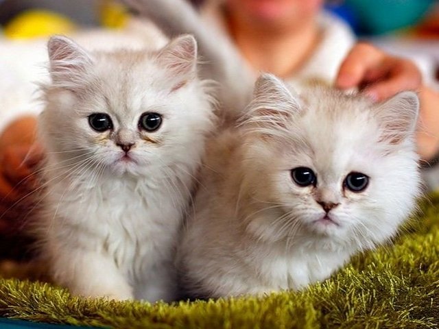 Породы кошек в Сасово | ЗооТом портал о животных