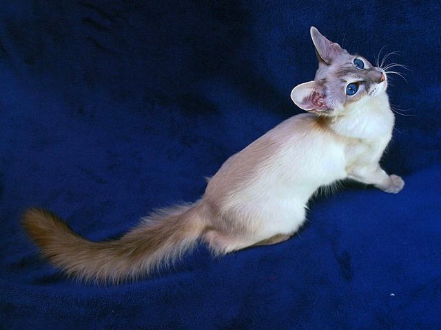 Выведенные породы кошек в Сасово | ЗооТом портал о животных