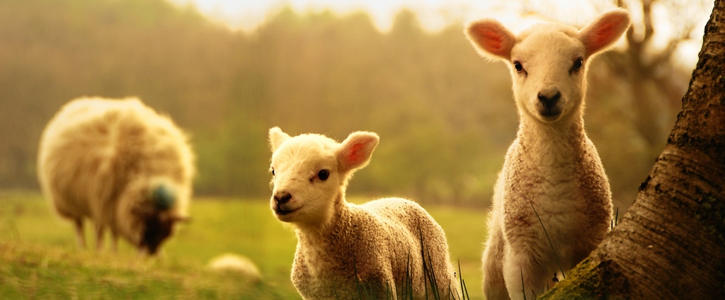 Объявления о сельскохозяйственных животных | ЗооТом - продажа, вязка и услуги для животных в Сасово