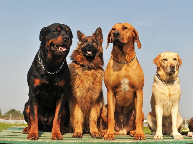 Крупные породы собак в Сасово | ЗооТом портал о животных